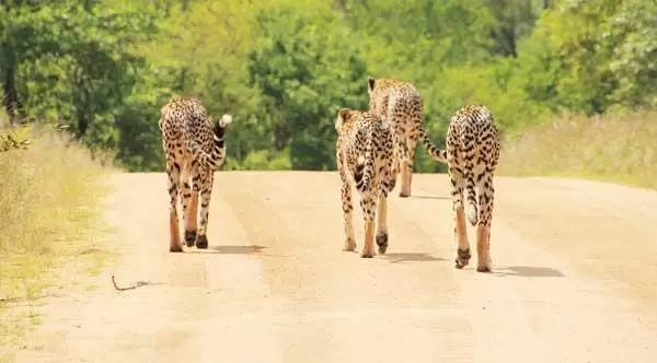 South Africa Safari Package